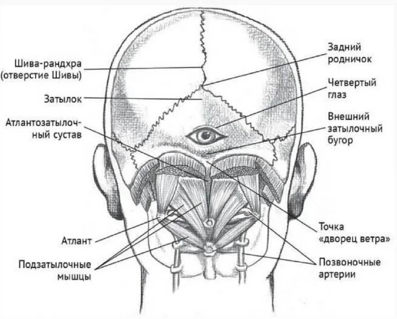 Структура черепа сзади. Клиновидный и сосцевидный. Строение черепа затылочные бугры. Выраженный затылочные бугры. Выраженный затылочные бугры.