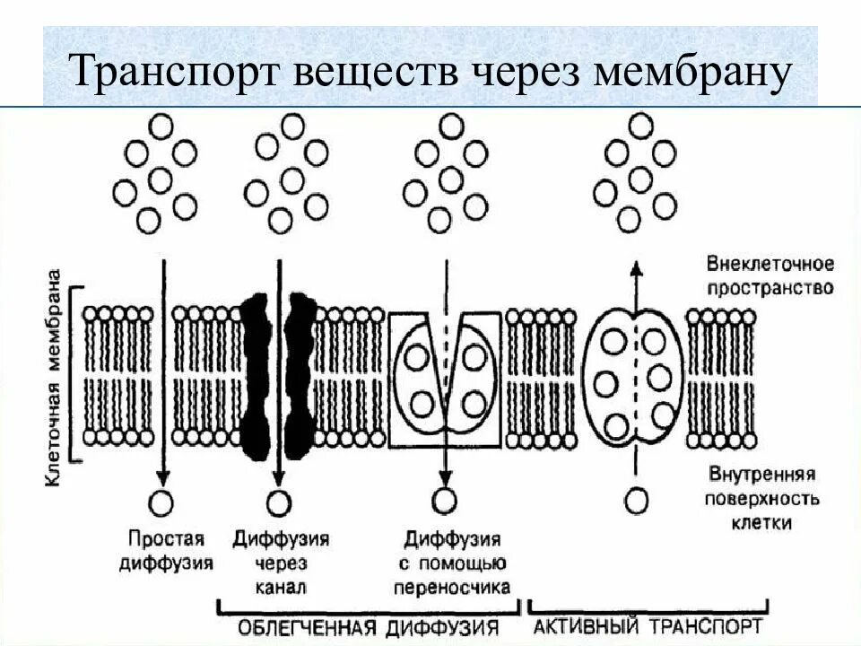 Типы транспорта веществ через клеточную мембрану. Схема транспорта веществ через полупроницаемую мембрану. Пассивный и активный транспорт ионов через биологическую мембрану.. Активный и пассивный транспорт ионов через клеточную мембрану. Мембраны клетки тест