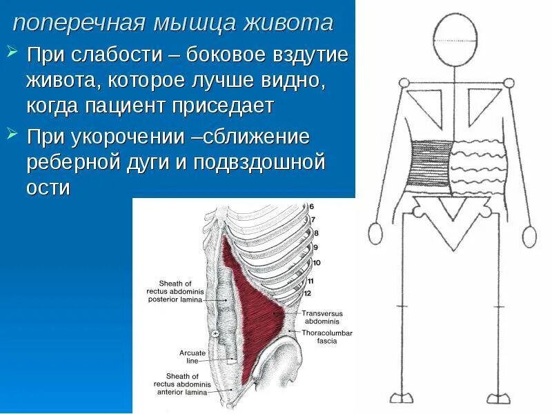 Функции косой мышцы. Поперечная мышца живота функции. поперечная мышца живота анатомия. назовите функцию поперечной мышцы живота. поперечная мышца живота иннервация.