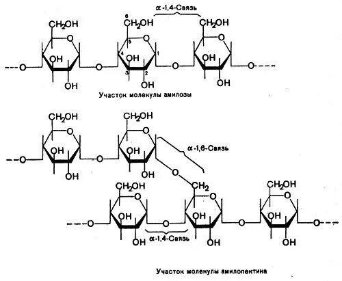 Схема образования амилозы. Структурная единица амилозы. Вторичная структура амилозы. Амилоза и амилопектин различия. Углеводы химия ответы