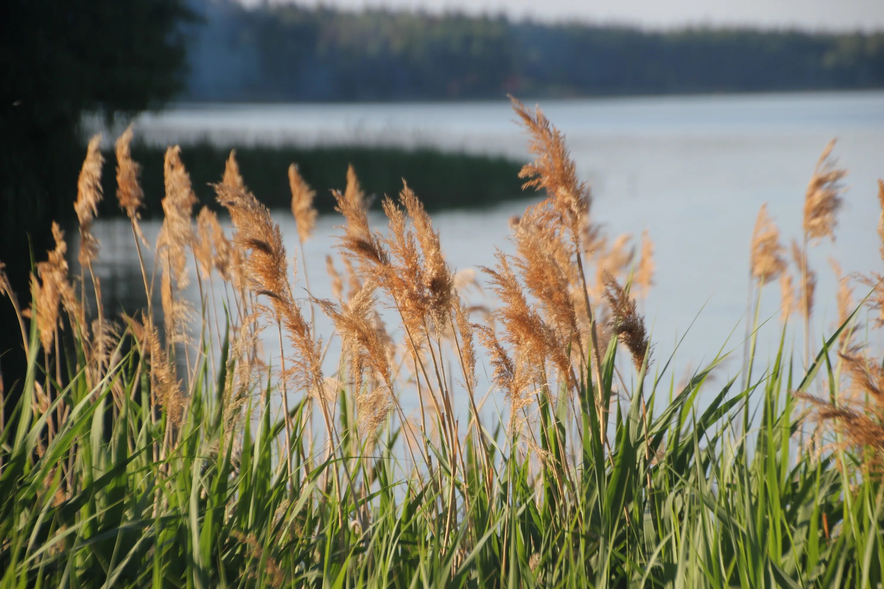 Высоким камышом и сухой. Тростник Южный phragmites Australis. Тростник обыкновенный (Очерет). Тростник Южный обыкновенный. Тростник обыкновенный (phragmites communis.