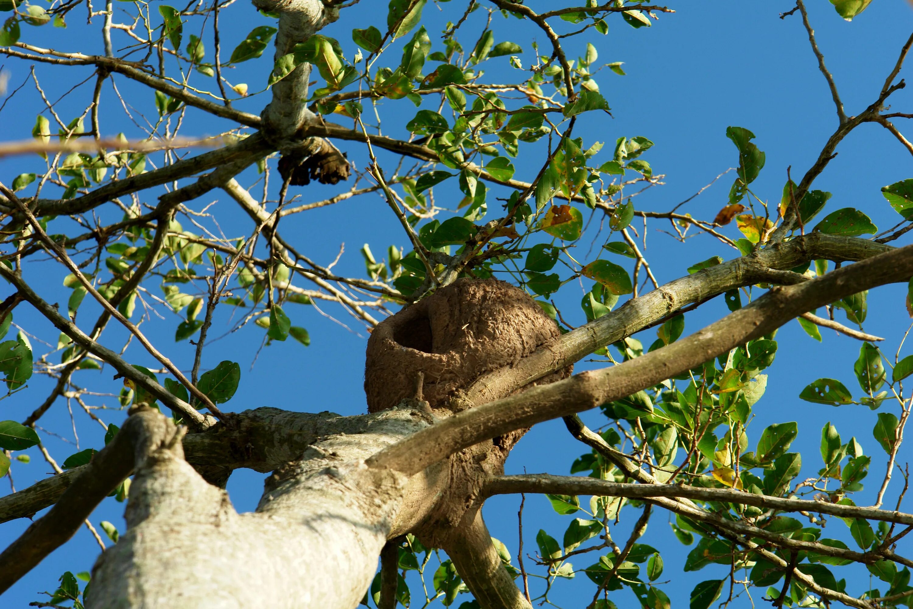 Птичьи гнезда на деревьях. Гнездо на дереве. Гнездо птицы на дереве. Птичье гнездо на дереве. Дерево с дуплом.