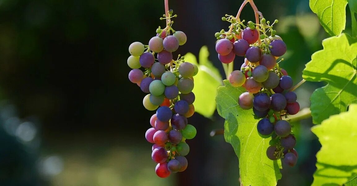 Виноград борисфен. Виноград vitis vinifera l. Подавленная лоза геншин. Генетика винограда. Созревание винограда.