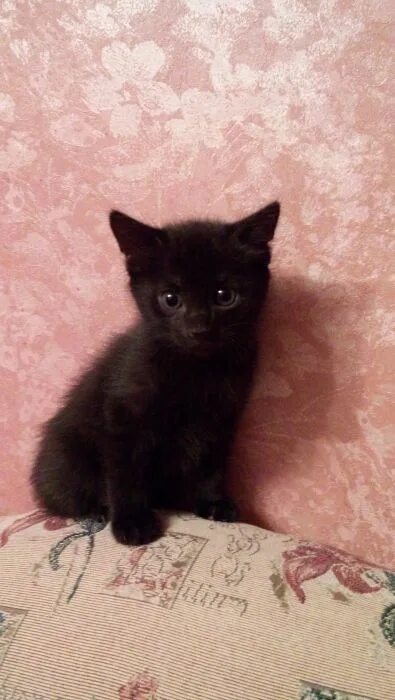 Черные гладкошерстные котята 1 месяц. Чёрный кот отдам даром. Отдам даром кот черный Москва. Котята в Оренбурге даром. Авито котята в добрые руки даром