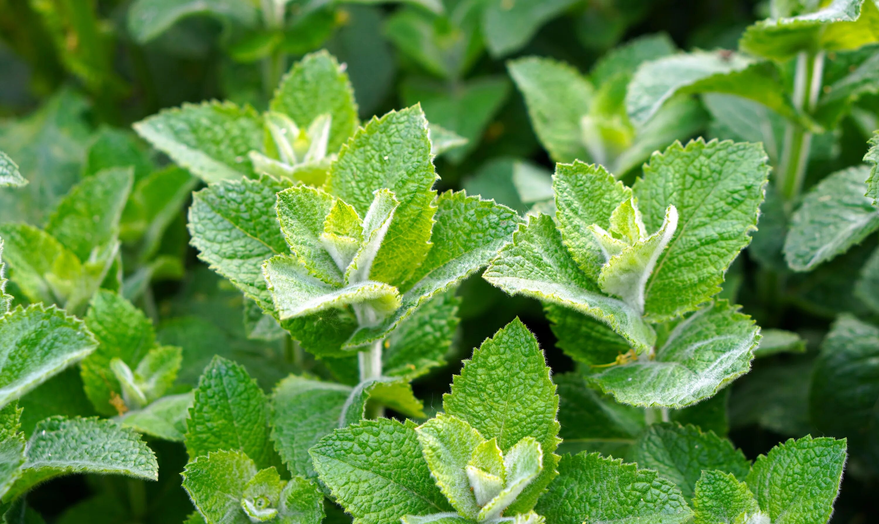 Мята ароматная. Мята перечная (Mentha piperita). Мята холодок. Мята (Mentha) Moroccan.