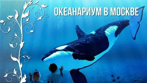 Москвариум киты