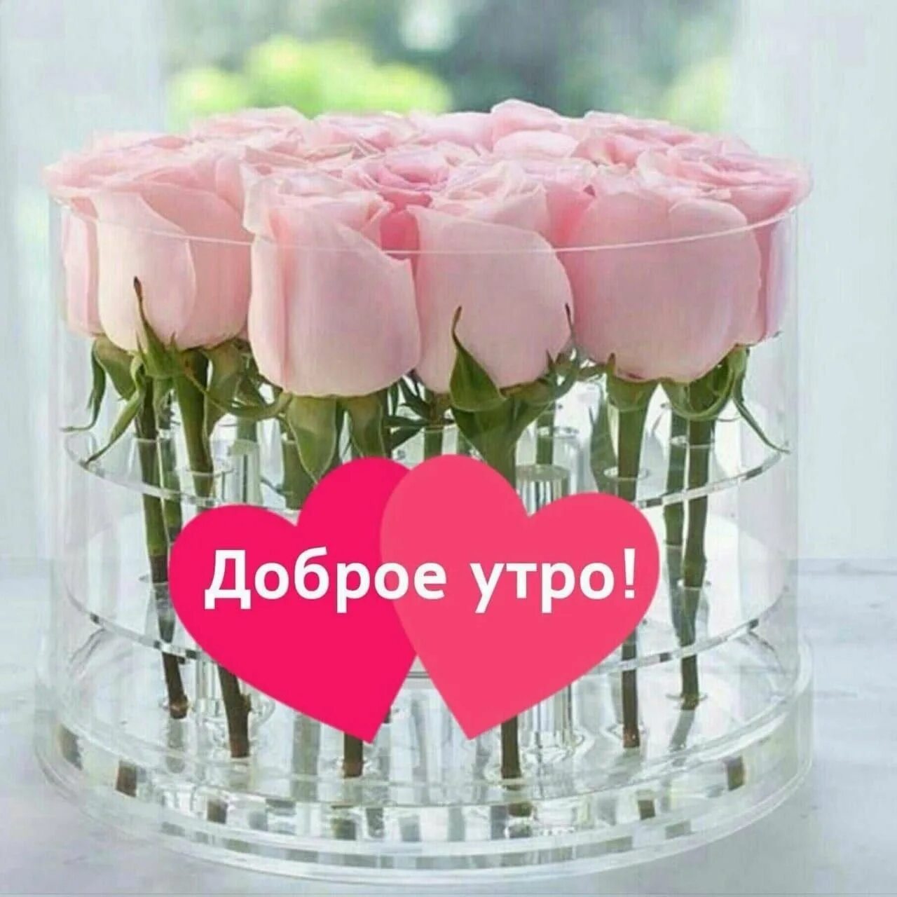 Светы доброе утро. Доброе утро красавица. с добрым утром именинница. доброе утро с днем рождения. доброе утро красота.