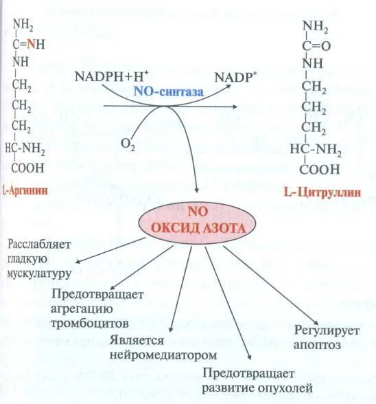 Биосинтез оксида азота в организме. Механизмы действия оксида азота биохимия. Роль оксида азота в организме человека. Оксид азота для организма человека.