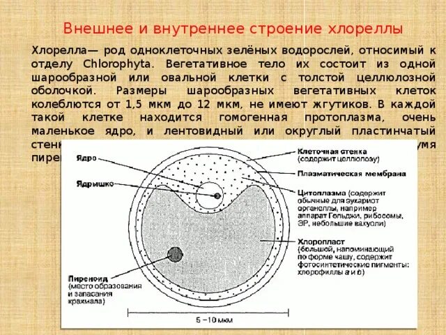 Строение хлореллы. Строение клеток зеленых водорослей хлорелла. Хлорелла водоросль строение. Хлорелла строение клетки рисунок. Компоненты клетки хлореллы.