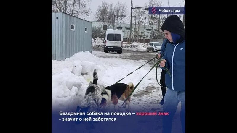 приют для животных чебоксары право на жизнь. право на жизнь фонд. благотворительный фонд право на жизнь бездомным животным. приют для животных право на жизнь чебоксары. приют для собак в чебоксарах на тракторостроителей.