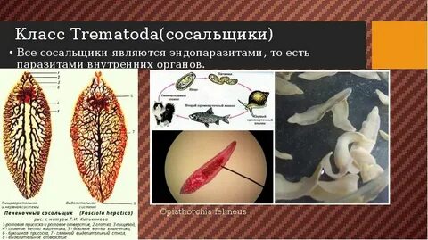 Класс сосальщиков черви
