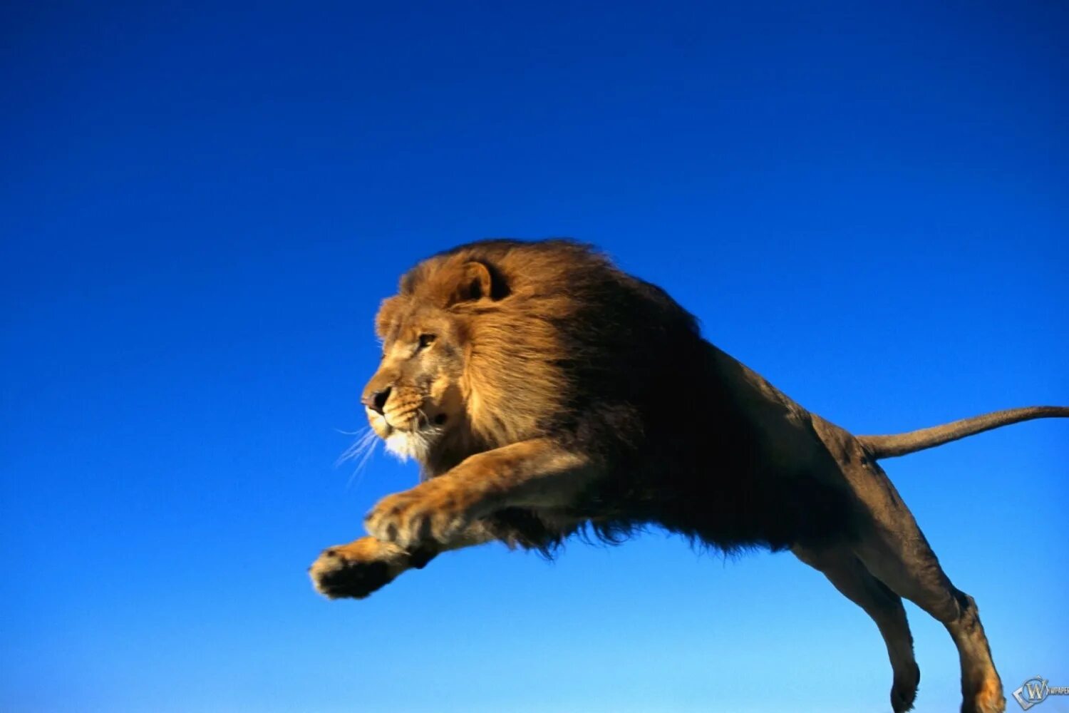 Лев прыгает. Крадущийся лев. Морда львицы. Цветок лапа льва. Африканский лев.