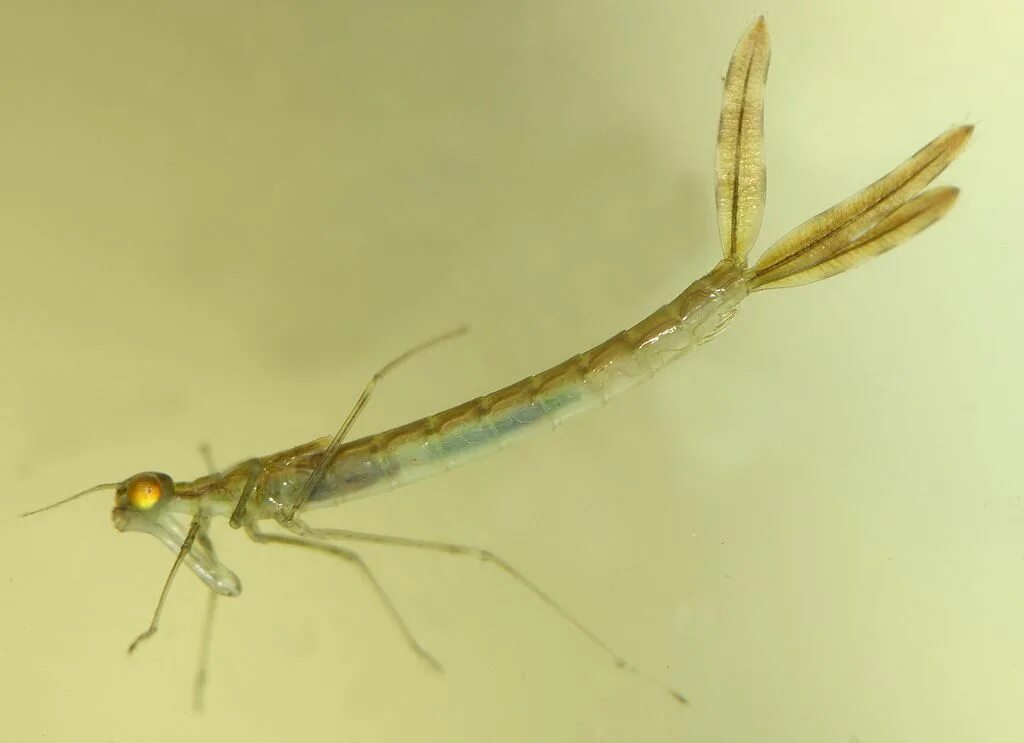 Нимфа это у насекомых. Личинка стрекозы лютки. lestes sponsa личинка. личинка равнокрылой стрекозы. лютка-нимфа личинка.