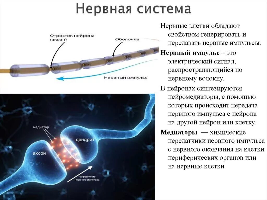 Передача нервного импульса. Передача нервного импульса с нейрона. Скорость нервного импульса. Скорость ythdyjujимпульса.