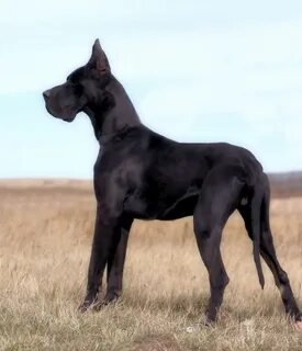 Собака dog порода