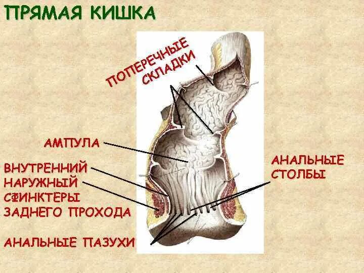 Кол задний проход. Заднепроходные столбы прямой кишки. заднепроходные пазухи.