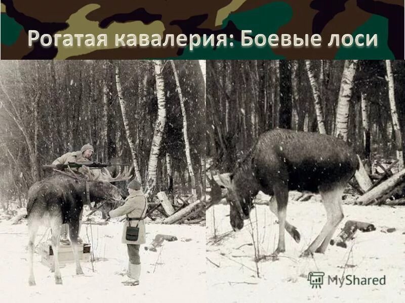 Лось победитель выжить. Боевые лоси красной армии. Боевые лоси Советской армии. Лоси на войне. Боевой Лось.