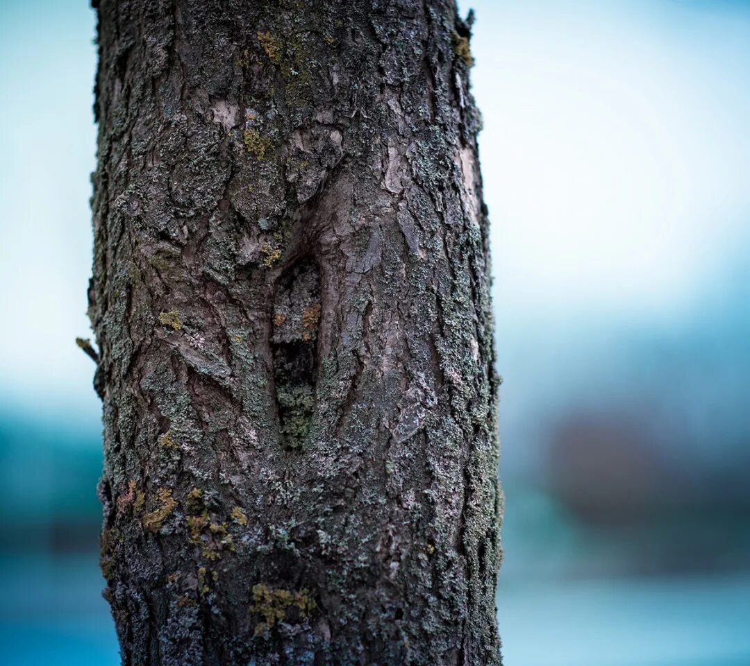 Tree trunk