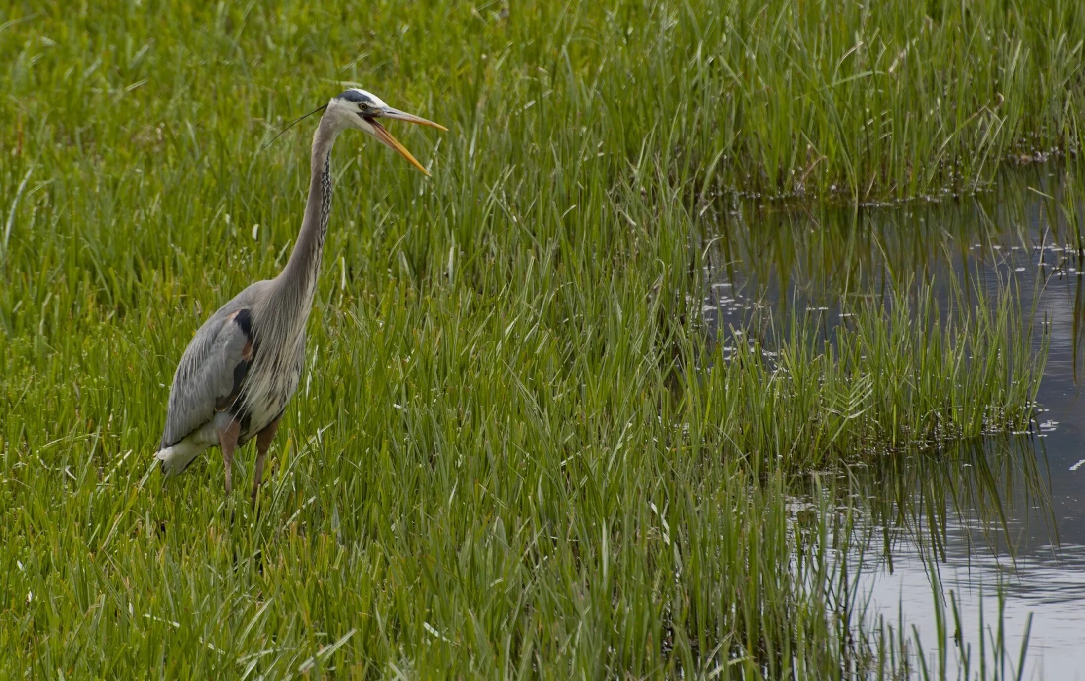 Ревущая цапля 4 буквы. Great blue heron птица. цапля серая болотная. индийская прудовая цапля. цапля болотная в беларуси.