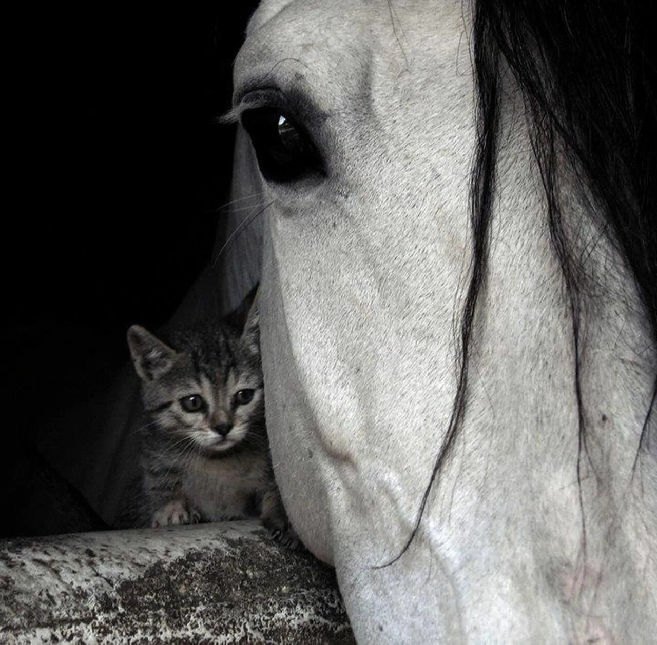 Кошка лошадка. Лошадки и кошки. Что такое котенка лошадка. Котик и лошадь. Лошадиные слезы.