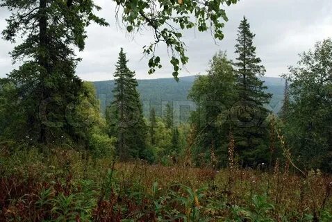 Бореальными лесами