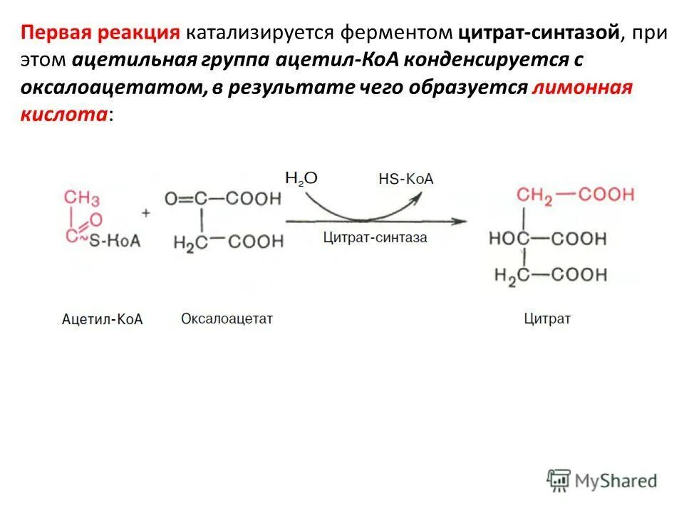 Ферменты биокатализаторы презентация, доклад