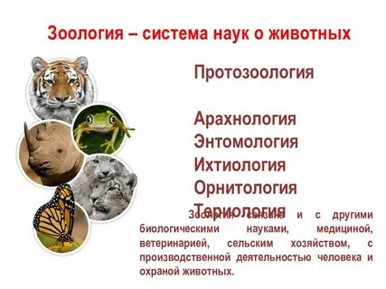 Научные животные