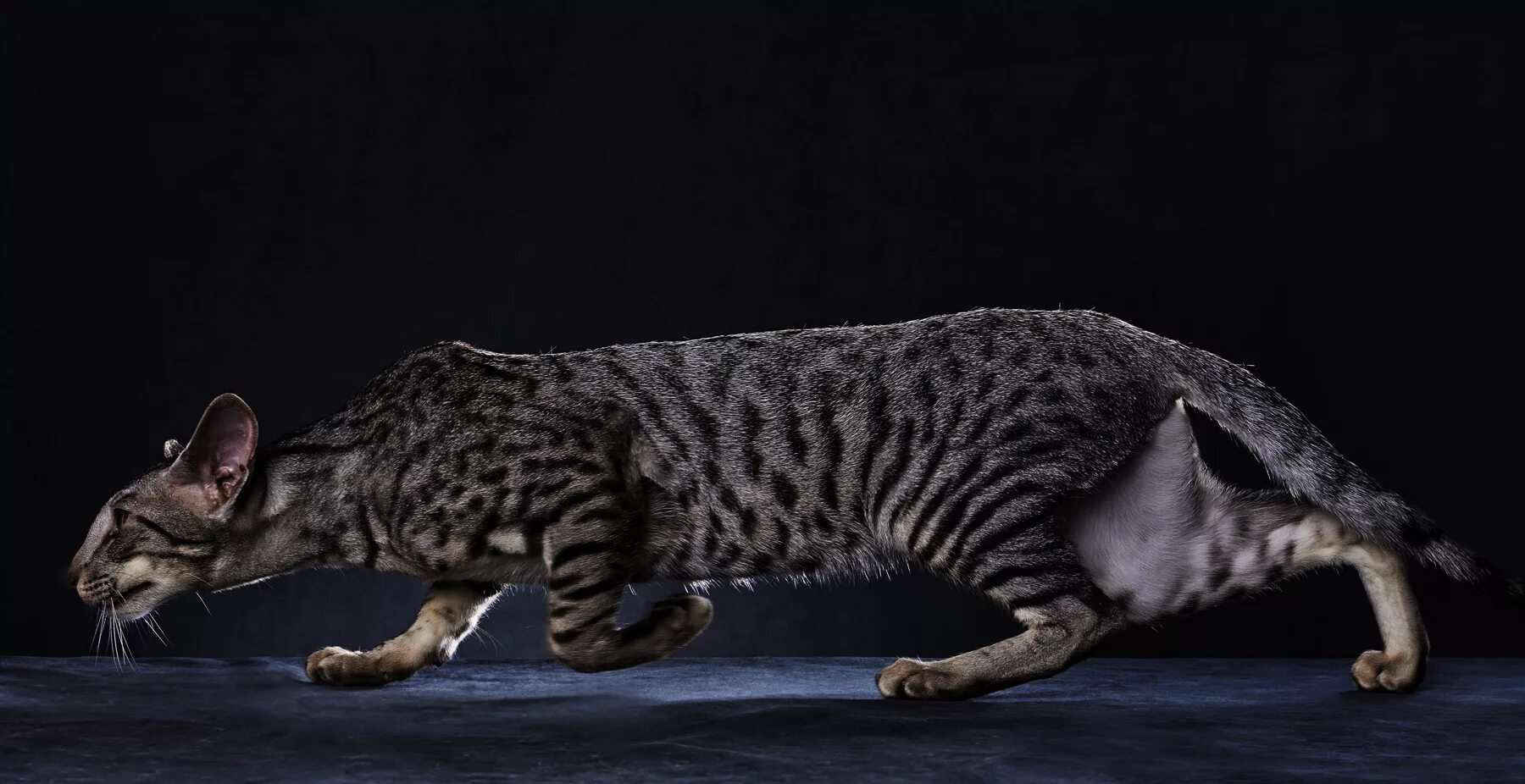 Обычная серая кошка. Абиссинская кошка полосатая серая. Барханный кот на охоте. Кошка. Крадущаяся кошка.