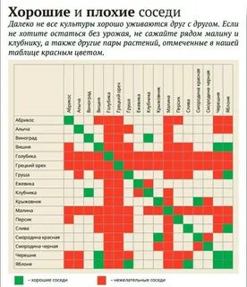 Алыча соседство