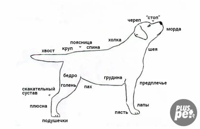 Сколько весит взрослый лабрадор. Параметры щенка лабрадора в 3 месяца. Размер щенка лабрадора в 2 месяца. Размер щенка лабрадора по месяцам таблица. Параметры взрослого лабрадора кобеля.