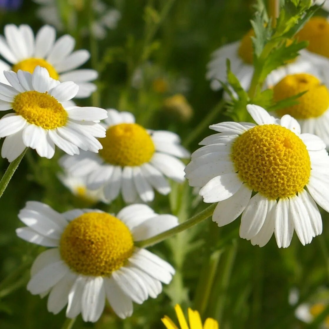Ромашка аптечная (matricaria chamomilla). Ромашка лекарственная описание. Цветки ромашки содержат. Цветки ромашки содержат. Стебель ромашки.