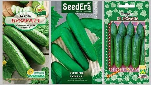 Огурец бухара