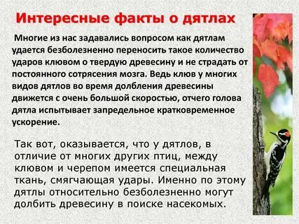5 фактов о дятле