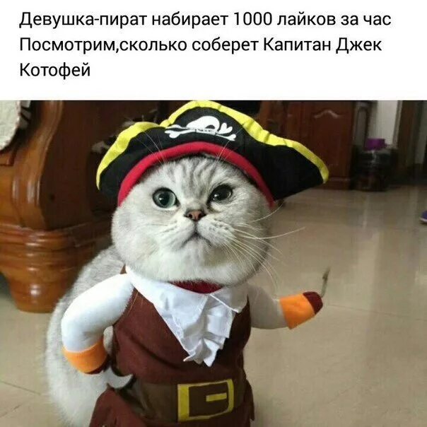 Капитан Джек Котофей. Котофей прикол. Капитан Джек хомяк. Фото которое наберет 1000 лайков.