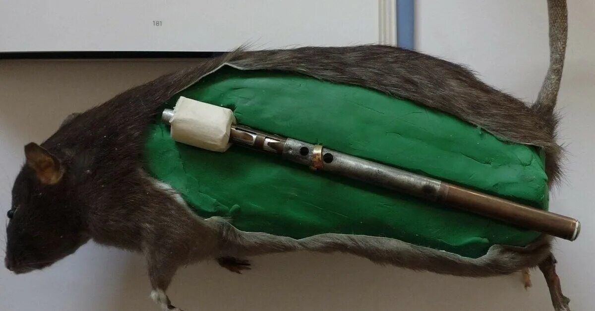 Гранат крысам. Крысиная клубника. Какие веточки можно крысам. Грызунов клубника. Крыса ест клубнику.