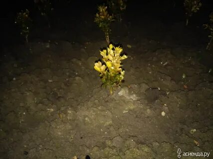 Самшит после зимы пожелтел что надо делать