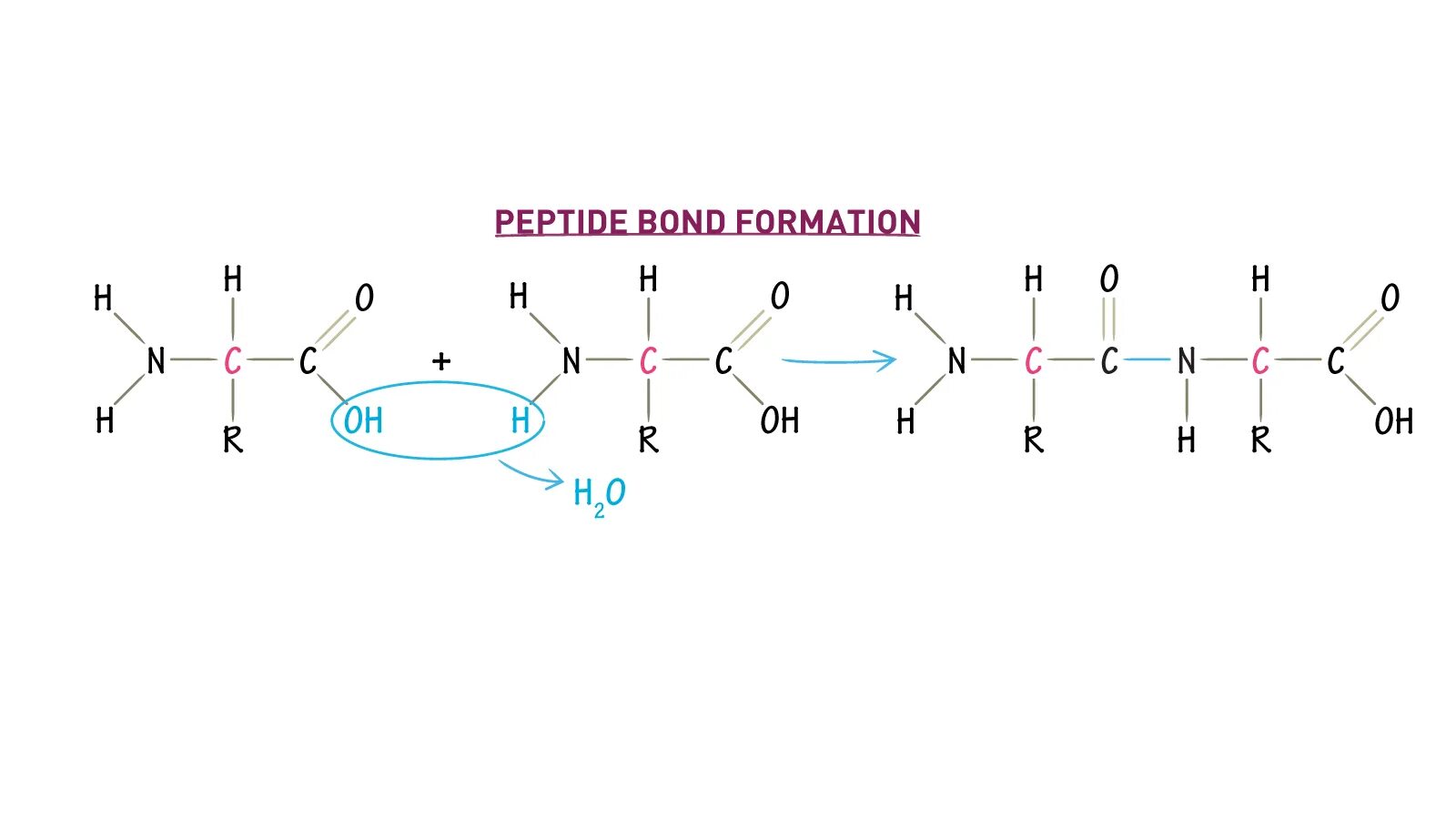 Форма молекулы полипептида. Пептидная связь делокализация. Схема пептидной связи. Пептидная связь биохимия. Структура белка пкптидная связьпервичная.