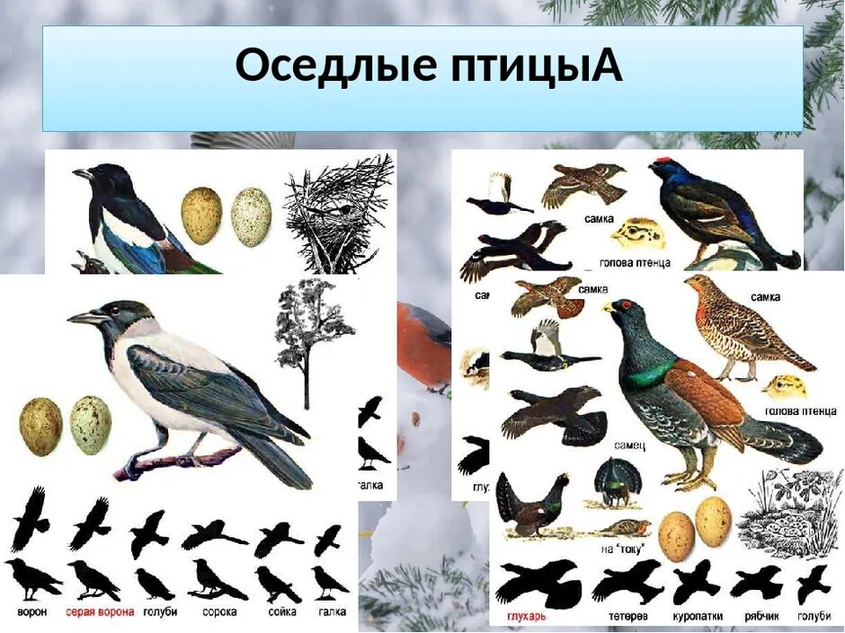Птицы и их составы. Птицы и их названия. перелетные птицы. перелетные и зимующие птицы. перелетные и оседлые птицы.