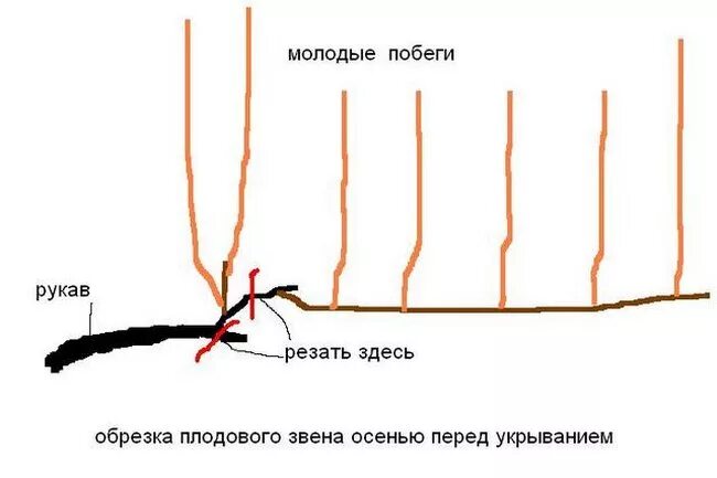 Правильно обрезать виноград весной для начинающих схема. Схема осенней обрезки винограда. Схема правильной обрезки винограда. Обрезка винограда весной схема. Схема обрезки виноградной лозы.