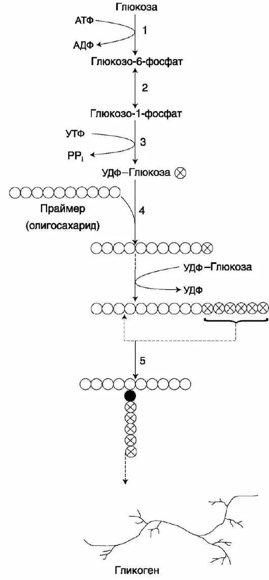 Синтез гликогена происходит