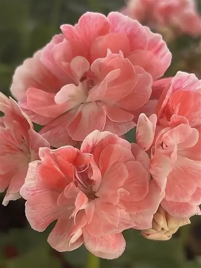 Pelargongaragets hanna пеларгония. Пеларгония ханна. Novis hanna. Hanna novis пеларгония. Pg hanna novis пеларгония.
