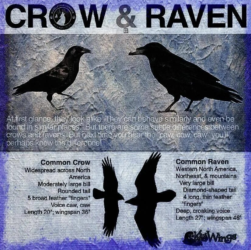 Crow raven разница. Корейская ворона. A raven with an open beak. Как переводится crow. Crow and raven differences.
