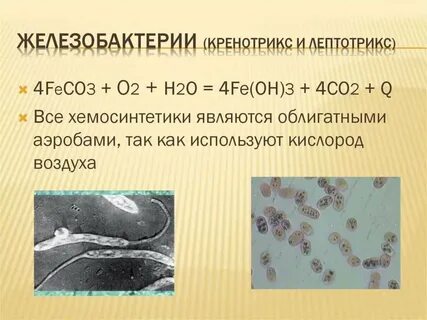 Хемосинтезирующие бактерии