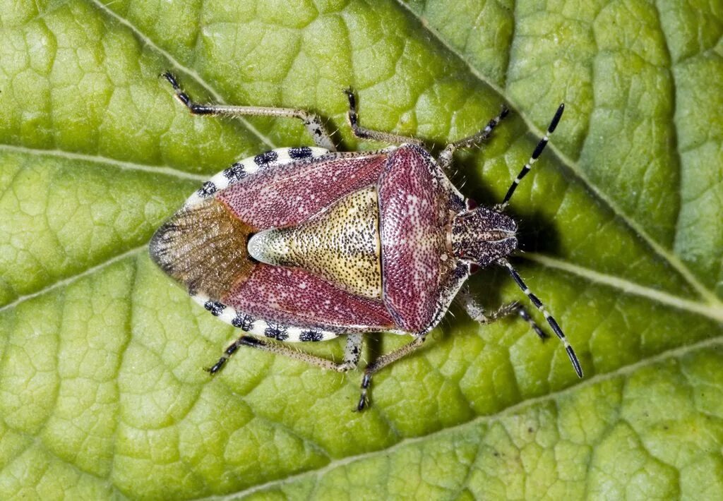 Клоп щитник ягодный какое развитие. Клоп щитник ягодный. Жук щитник. Dolycoris baccarum - щитник ягодный. Клоп щитник зелёный, нимфа.