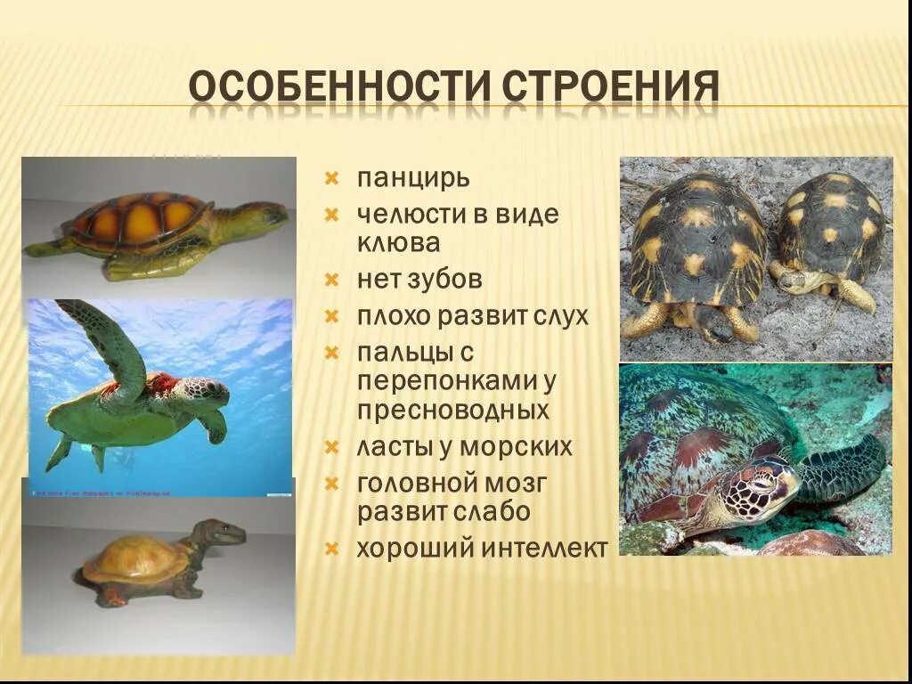 Особенности строения черепахи. Пресмыкающиеся отряд черепахи представители. отряд черепахи особенности строения. класс пресмыкающиеся черепахи. вид рептилия черепаха.