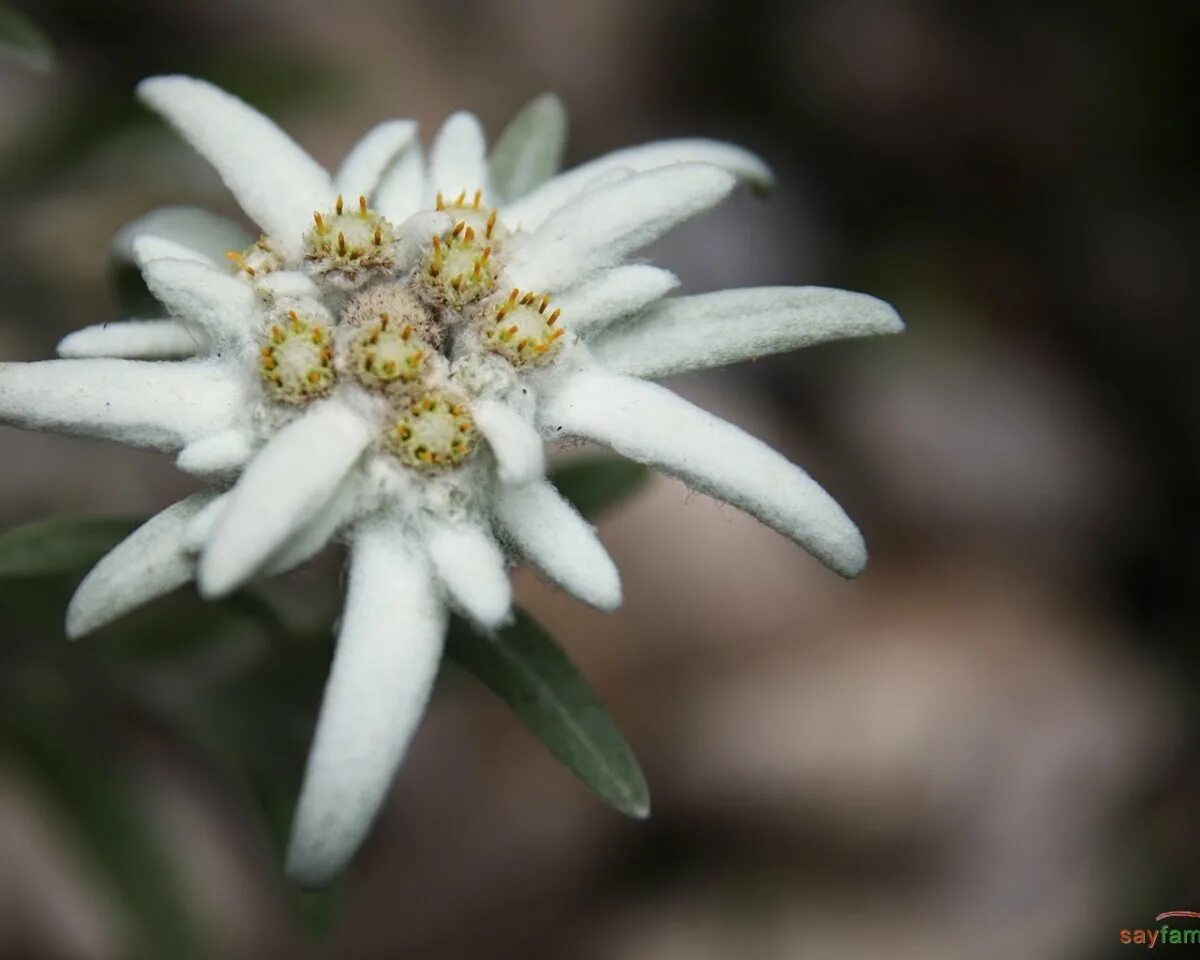 Dresden эдельвейс. Эдельвейс в горшке. Группа дрезден эдельвейс. Dresden группа. Эдельвейс ляпис.