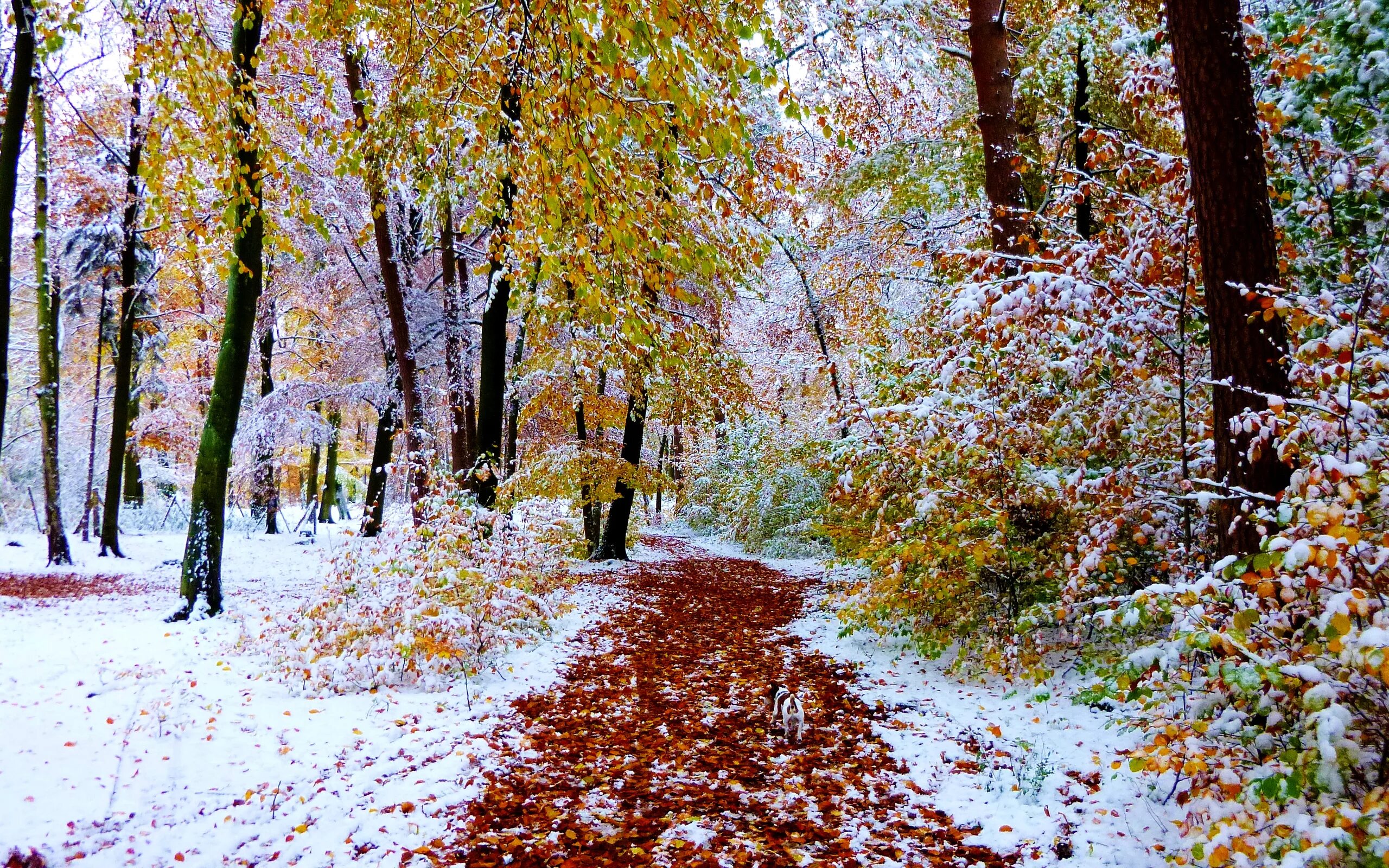 Осень и зиму корчагин не любил они. Снежная осень. Осень снег. Поздняя осень. Первый снег в лесу.