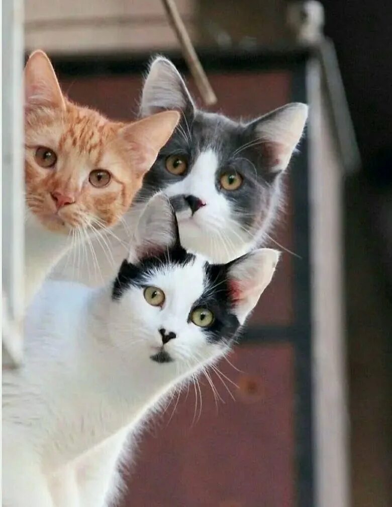 Три кошки. Красивые кошки. Забавные кошки. Кошки друзья.