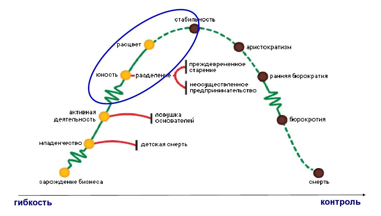 Жизненный цикл проблемы. Жизненный цикл предприятия схема. Модель жизненного цикла по Адизесу. Жизненный цикл организации по Адизесу. Стадии жизненного цикла компании по Адизесу.