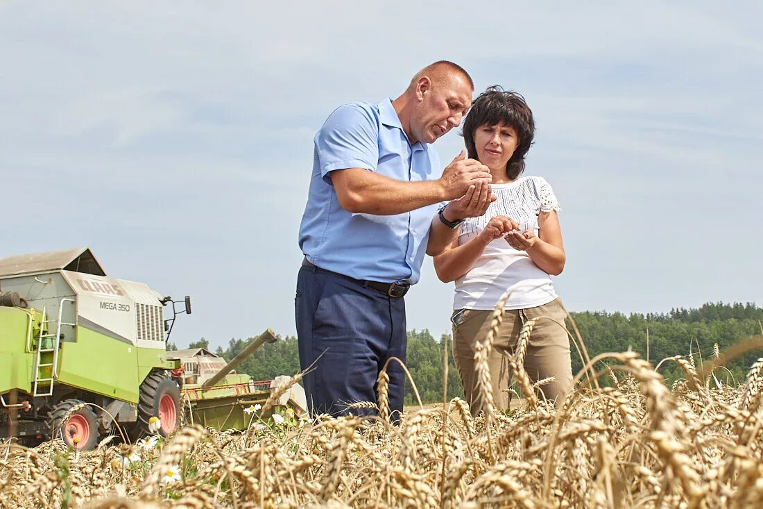 Агропромкомплектация уборочная страда. Летняя страда 1г. Что такое страда. Страда. Страда.